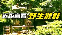 游峨眉山自然生态猴区，近距离观赏野生猴群