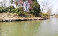 杭州西溪湿地龙舌嘴入口到洪园码头游船左侧风景-3月4日春季