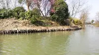 杭州西溪湿地龙舌嘴入口到洪园码头游船左侧风景-3月4日春季