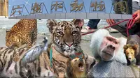 六盘水动物园太有意思了，二十多块钱门票。性价比太高了，几乎所有动物都有互动性。而且都被照顾的特别好，影响最深的就是长颈鹿和河马多多。