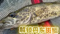 终于解锁了丹东水丰湖斑鳜