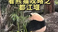 都江堰熊猫谷的好评都是真的假的？