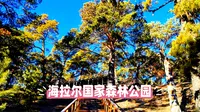 海拉尔国家森林公园：沙地樟子松的故乡