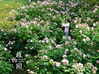 成都植物园｜一场秋日的芙蓉花梦