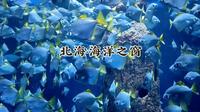 北海海洋之窗，奇妙海底世界的探索之旅，让你大开眼界