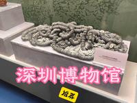 强烈推荐！深圳博物馆