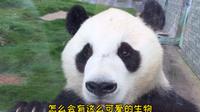 ①山东龙口动植物园一日游  大熊猫是全宇宙最可爱的动物！第一次看到大熊猫的正脸真的是太激动了！