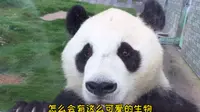 ①山东龙口动植物园一日游  大熊猫是全宇宙最可爱的动物！第一次看到大熊猫的正脸真的是太激动了！