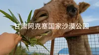 沉浸式逛公园，甘肃阿克塞国家沙漠公园——野生动物园