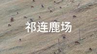 青海省海北藏族自治州祁连县野牛沟乡亚洲最大鹿场