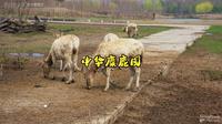 260331盐城中华麋鹿园