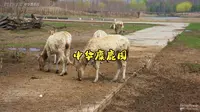 260331盐城中华麋鹿园