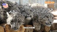 西藏野生那个动物保护园救助的三只小雪豹