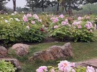 郑州植物园牡丹