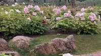 郑州植物园牡丹