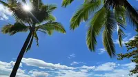 去椰梦长廊正确打开方式