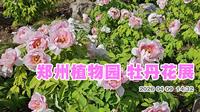 郑州植物园 牡丹芍药展