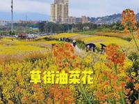 无门票。第一次见到这么多品种彩色油菜花，合川草街陶行知纪念馆
