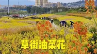 无门票。第一次见到这么多品种彩色油菜花，合川草街陶行知纪念馆