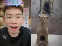 连云港市博物馆亲自带领“听泉版‘镇墓兽与泉哥连麦，现场高能预警！