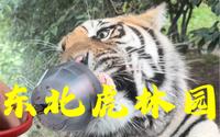 打卡哈尔滨东北虎林园旅游攻略vlog-2-3小时就可以游览完毕，建议大家7点半第一波进去投喂老虎，去迟了老虎被肉喂饱，就趴着睡觉不来互动了