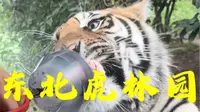 打卡哈尔滨东北虎林园旅游攻略vlog-2-3小时就可以游览完毕，建议大家7点半第一波进去投喂老虎，去迟了老虎被肉喂饱，就趴着睡觉不来互动了