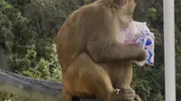 桂林穿山公园顶的猴子