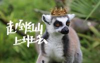 【环尾狐猴】今天允许你们上岛成为本王的岛民！