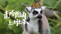 【环尾狐猴】今天允许你们上岛成为本王的岛民！
