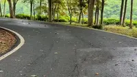 六月初，云天雨霁，游宜兴龙背山森林公园