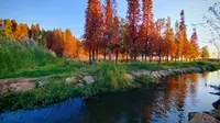 斗南湿地公园