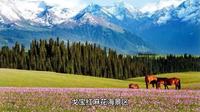 云游阿勒泰——戈宝红麻花海景区