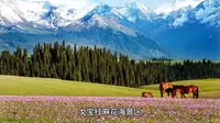 云游阿勒泰——戈宝红麻花海景区