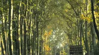 【梧桐大道】树是梧桐树，城是南京城。那是我走100次都不会腻的地方——梧桐大道