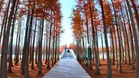 层林尽染！鱼尾洲公园已进入最佳观赏期！