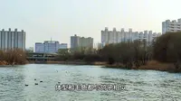 来到太原汾河湿地公园观看海鸥。