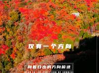 潍坊•临朐•石门坊赏红叶