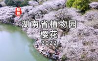 航拍湖南省植物园樱花2022，风走过，樱飘落