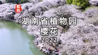 航拍湖南省植物园樱花2022，风走过，樱飘落