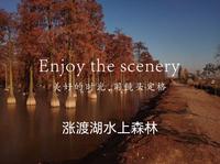 涨渡湖水上森林