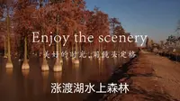 涨渡湖水上森林