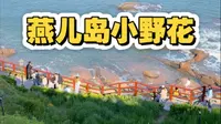 燕儿岛的小野花终于开了 接下来这里将是青岛最浪漫的地方