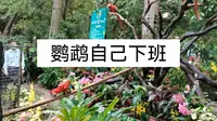 长隆飞鸟乐园-鹦鹉下班全过程