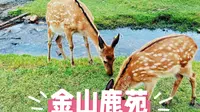 伊春金山鹿苑旅行攻略