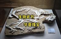 【冷门博物馆 2】在甘肃，看史前巨兽——和政古动物化石博物馆