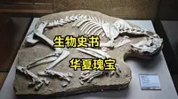 【冷门博物馆 2】在甘肃，看史前巨兽——和政古动物化石博物馆