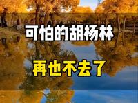可怕的胡杨林，再也不去了，在网上看到的，这样的，这样的，这样的，决定亲自去看看，懒得做攻略了，报了朋友推荐的结伴游#额济纳旗胡杨林 #内蒙古旅游