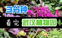 3分钟看完武汉植物园