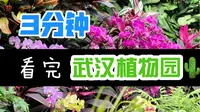 3分钟看完武汉植物园