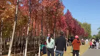 潍坊北辰湿地的枫树林太美了，来拍照打卡的络绎不绝，赶紧来看看